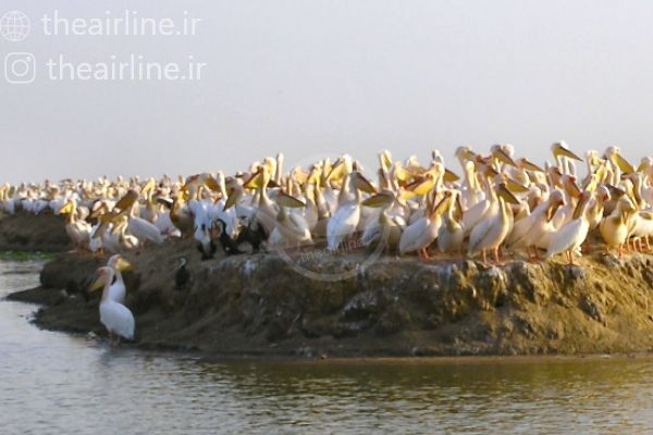 پناهگاه ملی پرندگان Djoudj - گردشگری سنگال
